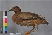 藏品(赤頸鴨)的圖片